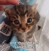 0 iq cat