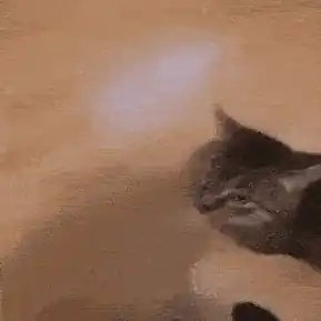 Cat banner