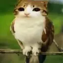 Meowl perched on a branch